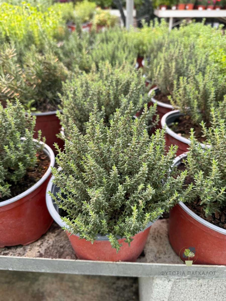 🌿 Θυμάρι (Thymus vulgaris) - 2